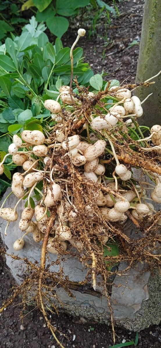 66 નંબર મગફળી વેસવાની શે