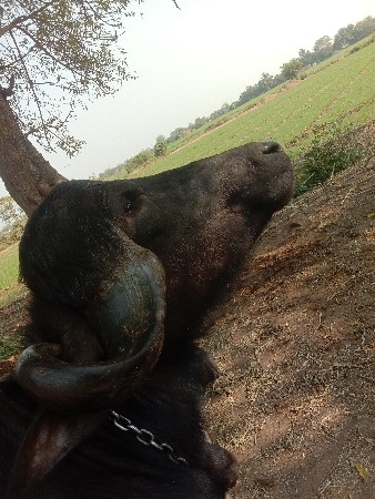 ભેંસ વેચવાની છે