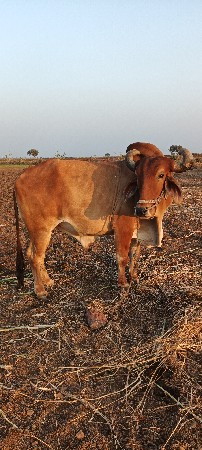 બડધ વેચવાનો છે જવાબદારીની