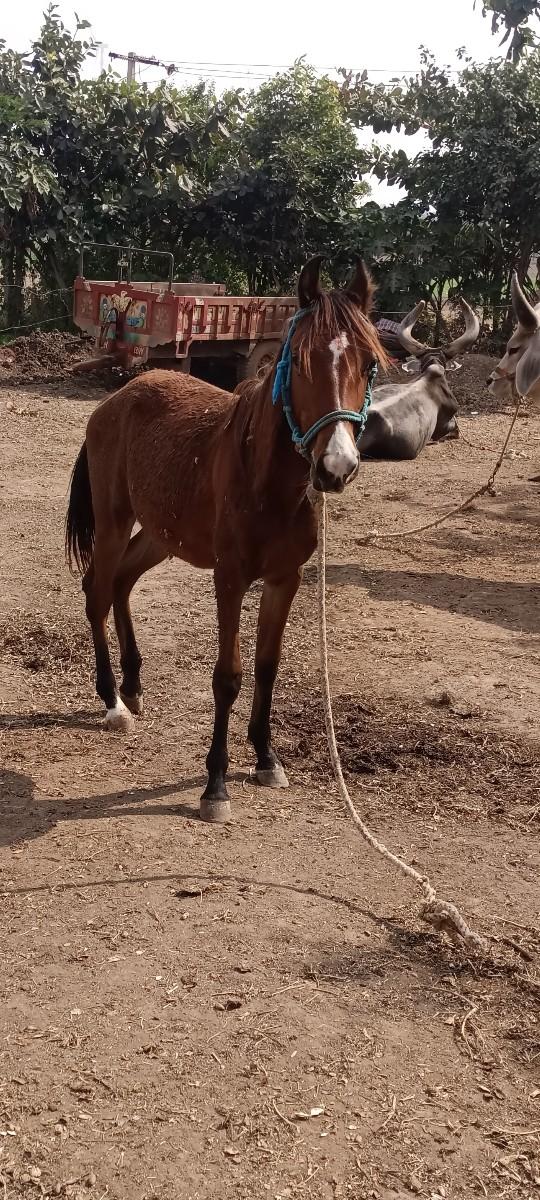 થંબનેલ 2