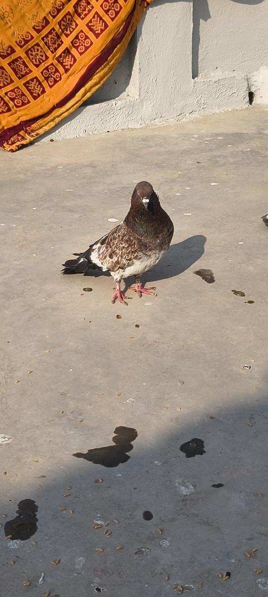 મારવાટા નિ જોતિ ફૂલ ઉટાન,