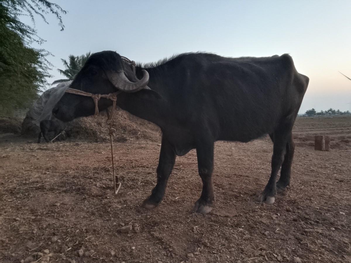 थंबनेल 2