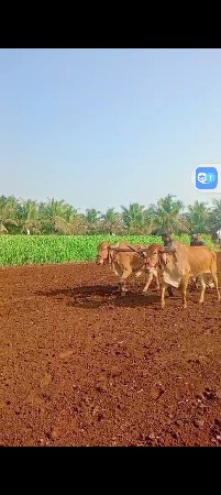 આ બળધુ વેસવા ના છે