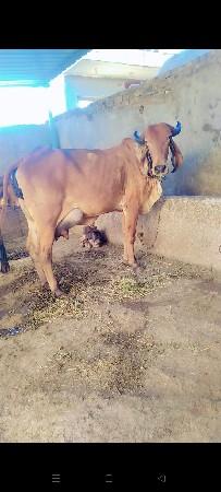 ગાય વેચવાની છે