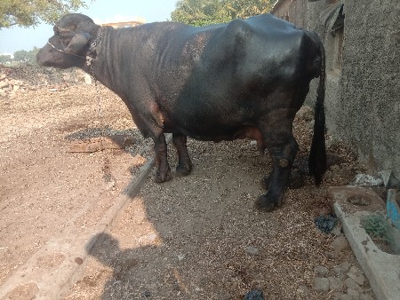 थंबनेल 2