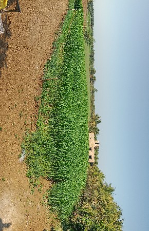 લીલી જુવાર વેચવાની છે