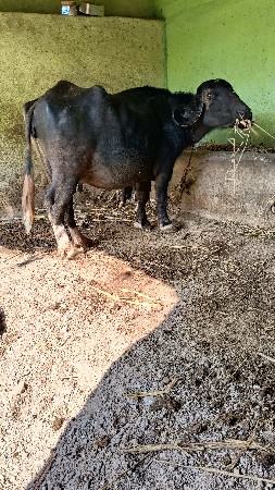 થંબનેલ 2