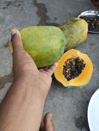 દેશી પપૈયા