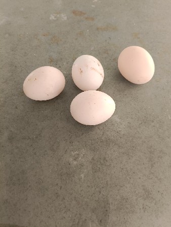 દેશી ઇડા