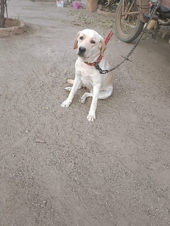 kutltari na Sata Karva Nache