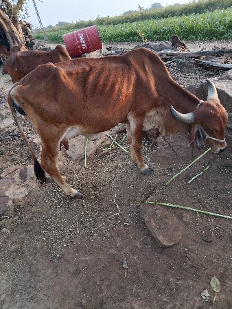 થંબનેલ 3