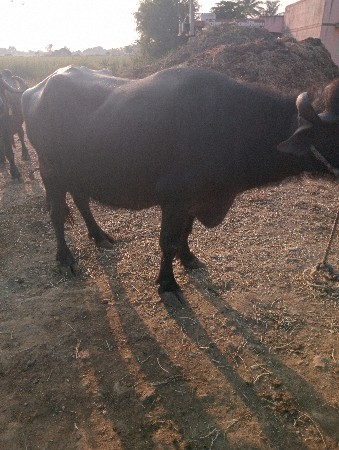 થંબનેલ 3