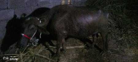 ભેંસ વેચવાની  બીજું વેતર