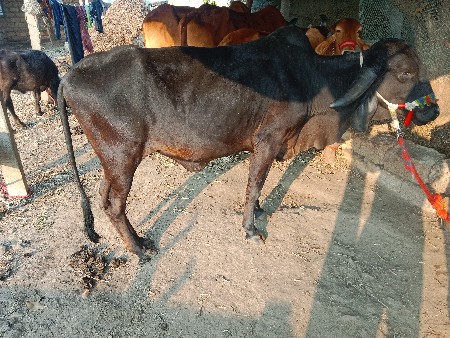 હોળકી વેચવાની છે