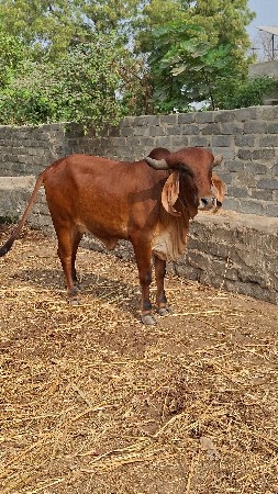 થંબનેલ 3