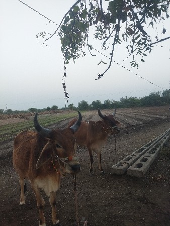 थंबनेल 1