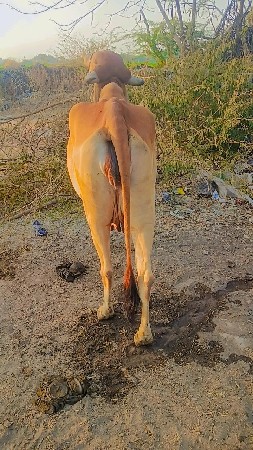 ગાભણ છે 20  દિવસ મા વ્યા તેમ છૈ