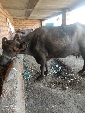 थंबनेल 2