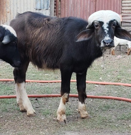 2 pada Vechva na che