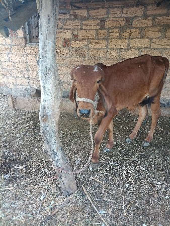 थंबनेल 3