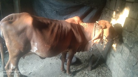 અતુલ રાઠોડ