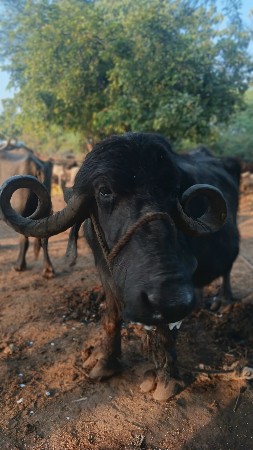 થંબનેલ 2