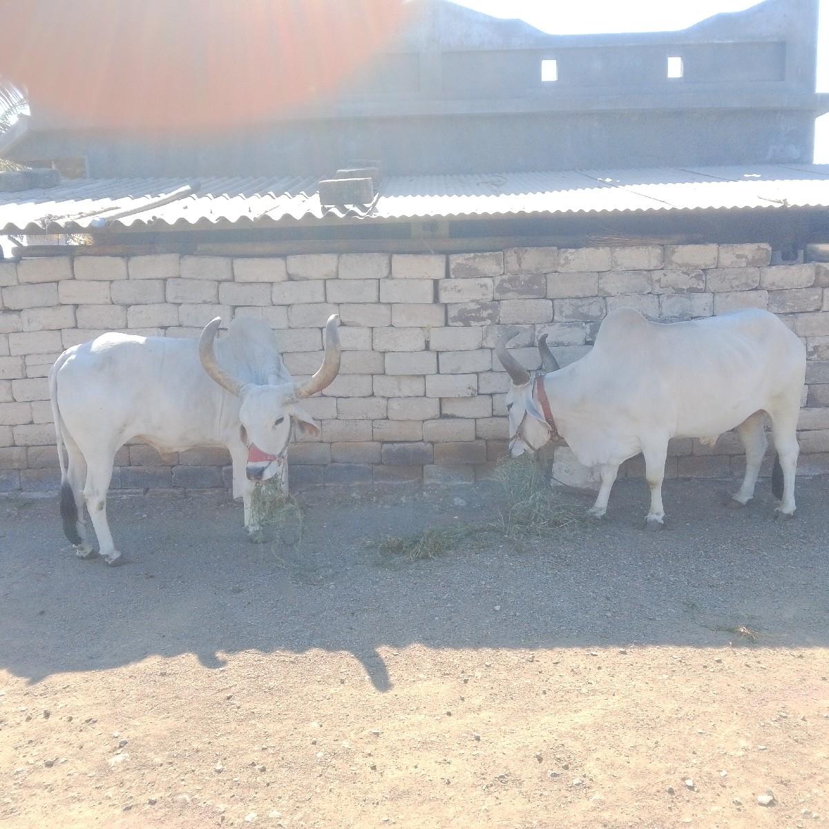 બળદ વેચવાના છે