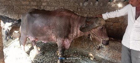 આ ભેસ વેસવાની છે