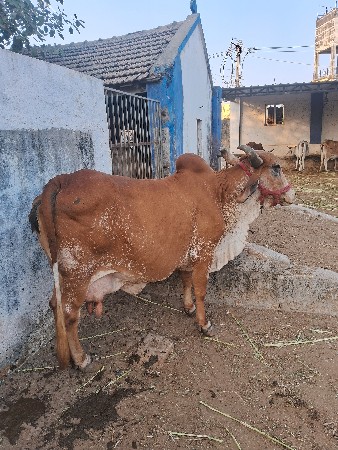 थंबनेल 2