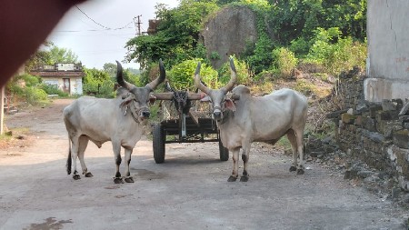 બળદ વેચવા ના છે