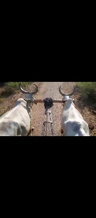 વાસળા વેચવાના છે