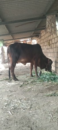 ગીર ગાય વેચવાની છે