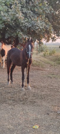 વછેરો દેવાનો છે