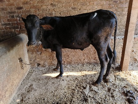 થંબનેલ 3