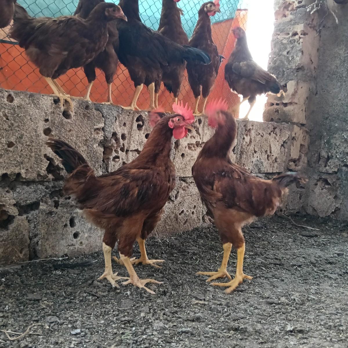 थंबनेल 2