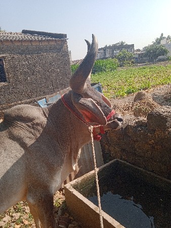 બળદ લેવાનો છે