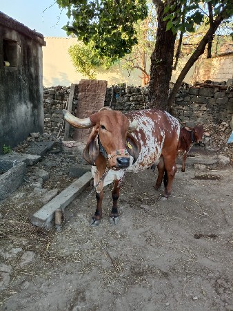 थंबनेल 3