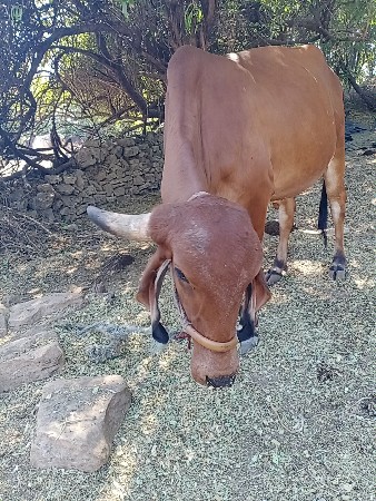 થંબનેલ 3