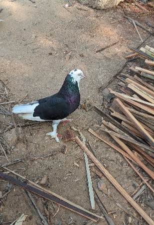 થંબનેલ 2