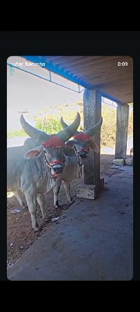 વેસવાનાસે