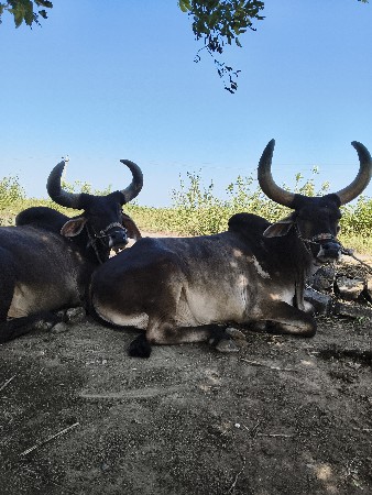 થંબનેલ 2