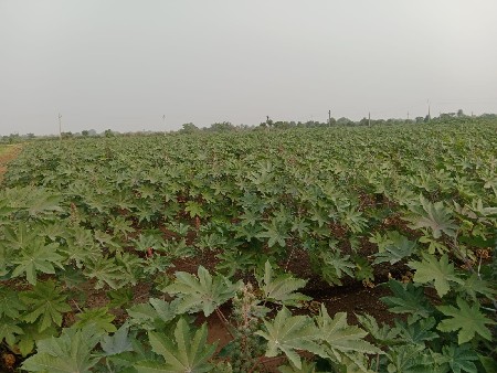 જમીન વેચવાની છે (ટાઈટલ ક્લિયર)