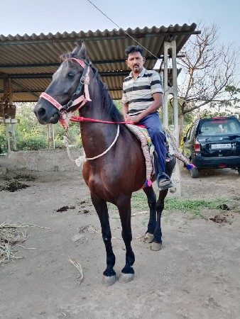 ઘોડી વેચવાની છે