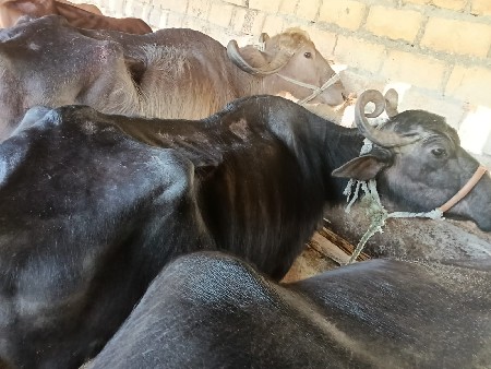 थंबनेल 3