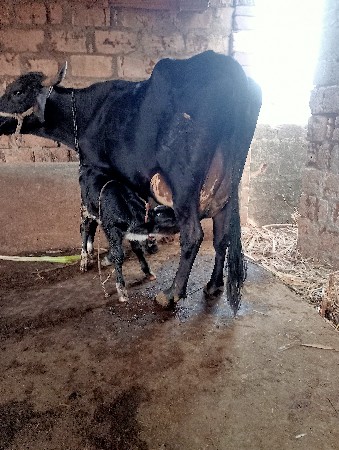 थंबनेल 2