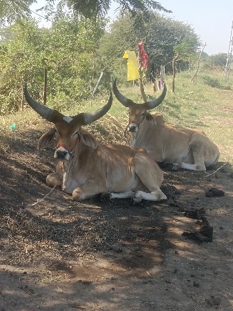 વેચવાના છે