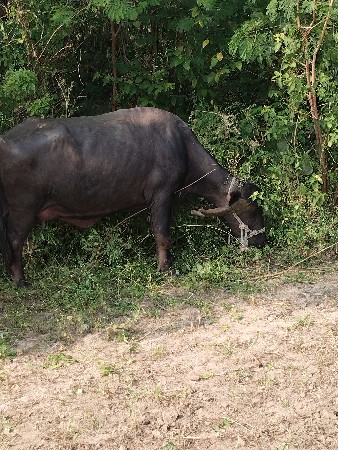 થંબનેલ 3