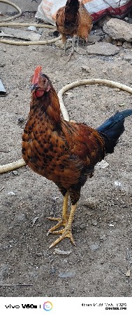 થંબનેલ 3