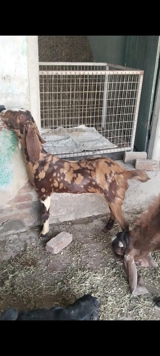 રાજસ્થાની ગુજરી પાઠ