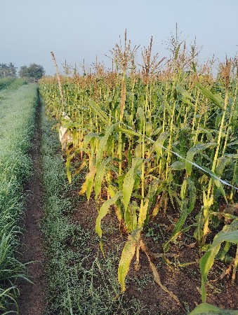 મકાઈ વેચવાની છે. અમેરિકન